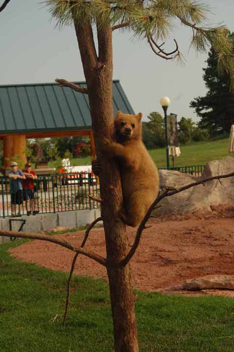 bear in tree